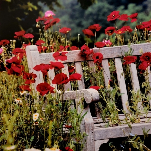 COLDWATER CREEK ♡  White Wooden Bench Red Floral Poppy Unframed Original Print - Picture 12 of 17